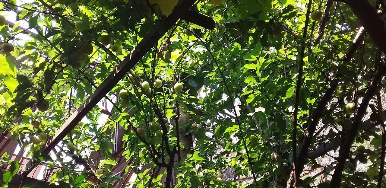 Homestay szállás Zakkum Pansiyon Antalya